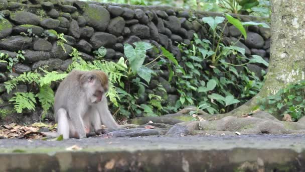 猴子印度尼西亚. — 图库视频影像