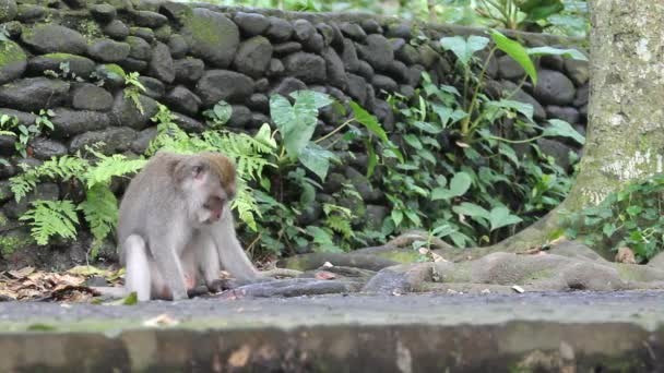 Singes, Indonésie .