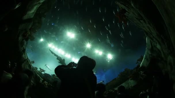 Grande aquário no oceanário — Vídeo de Stock