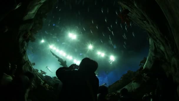 Gran acuario en el oceanario — Vídeo de stock