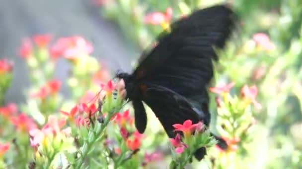 Butterfly close up — Stock Video