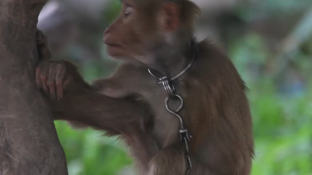 Macaco. — Vídeo de Stock