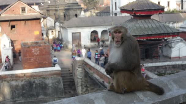 猴子。尼泊尔. — 图库视频影像