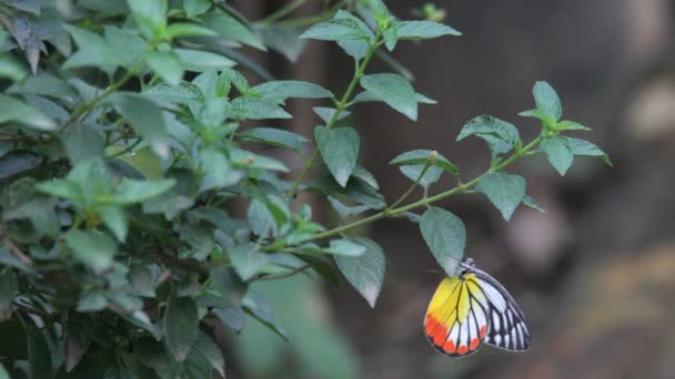 Butterfly close up — Stock Video