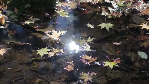 Hojas en el río — Vídeos de Stock