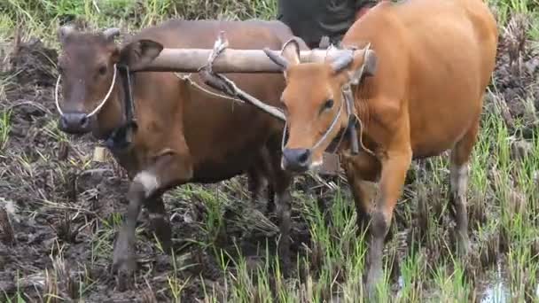 Buffalo, agriculture, rice — Stock Video