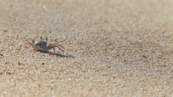 Crab on a sand — Stock Video