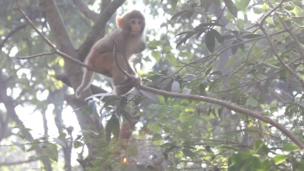 Macacos na árvore — Vídeo de Stock