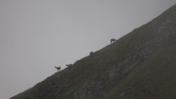 Chamois in the mountains — Stock Video