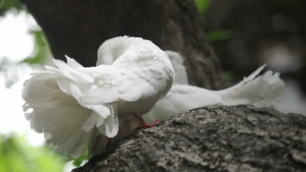 Amor y palomas — Vídeo de stock