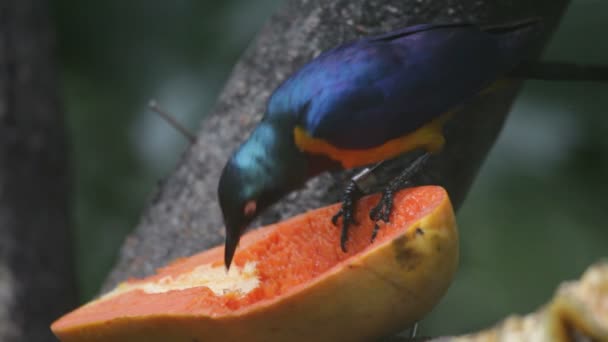 Aves tropicales comiendo fruta — Vídeo de stock