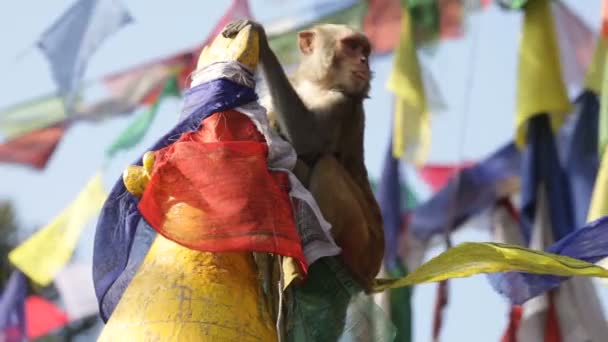 Monkey. Nepal. — Stock Video