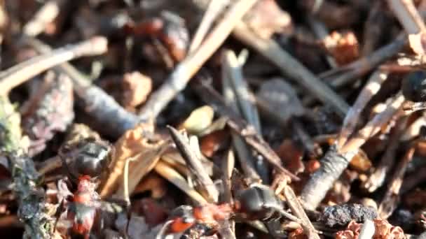 Ants, macro — Stock Video