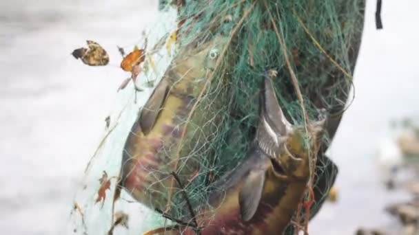 Fish in net — Stock Video