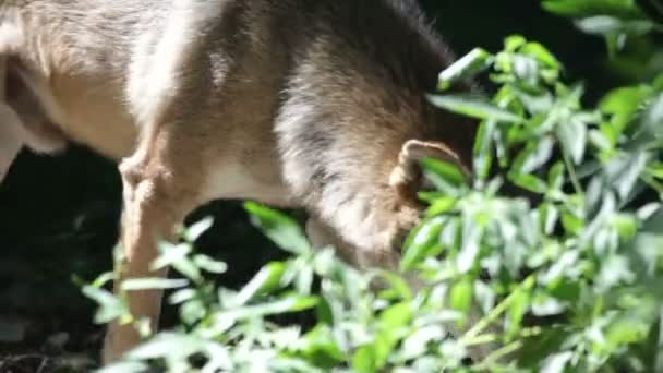 Loup sauvage 