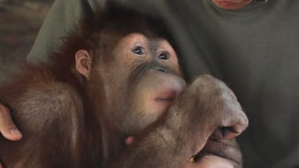 Mono en Tailandia — Vídeos de Stock