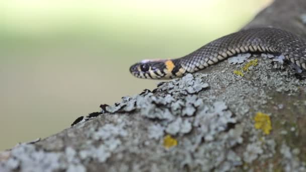 Ringelnatter (natrix natrix) ruht sich in der Wärme aus — Stockvideo