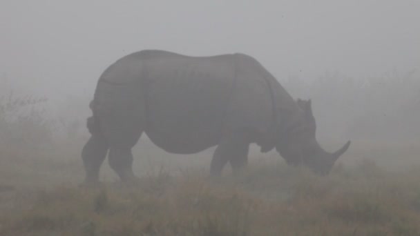 Indyjski jeden nosorożec rogatego w park narodowy chitwan królewskiej w Nepalu — Wideo stockowe