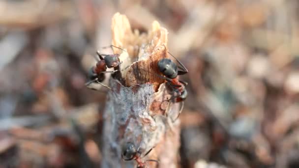 Hormigas, macro — Vídeos de Stock