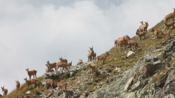 在山上的羚羊 — 图库视频影像