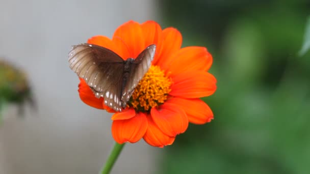 Mariposa de cerca — Vídeos de Stock