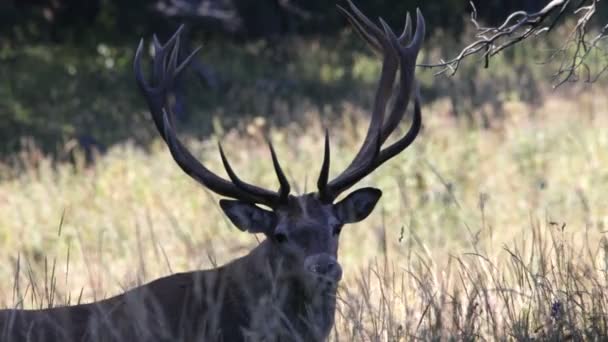 Red deer. Mountains. — Stock Video