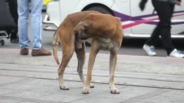 Perro callejero — Vídeos de Stock