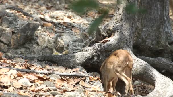 Cerf rouge. Montagnes . — Video