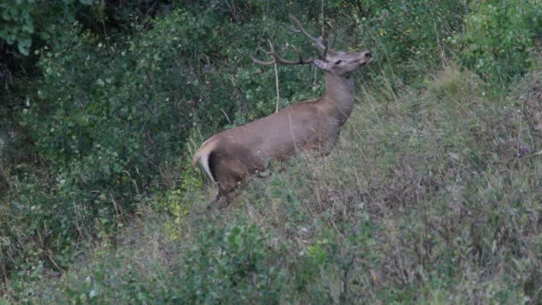 Red deer. Mountains. — Stock Video