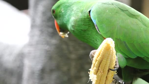 Попугай ест фрукты — стоковое видео