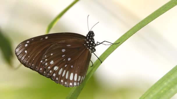 Schmetterling aus nächster Nähe — Stockvideo