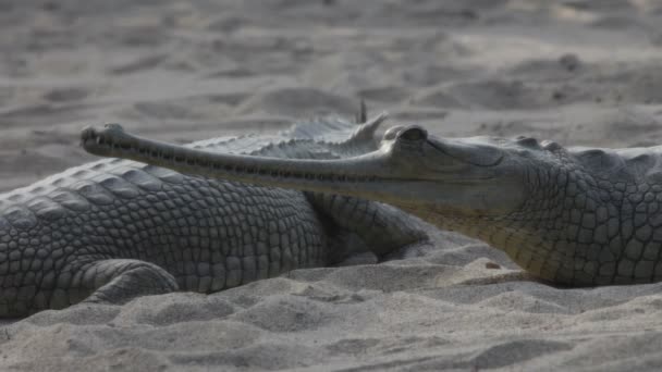 Gavial en el Parque Nacional Chitwan — Vídeo de stock