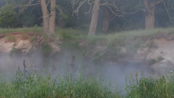 霧、春 — ストック動画