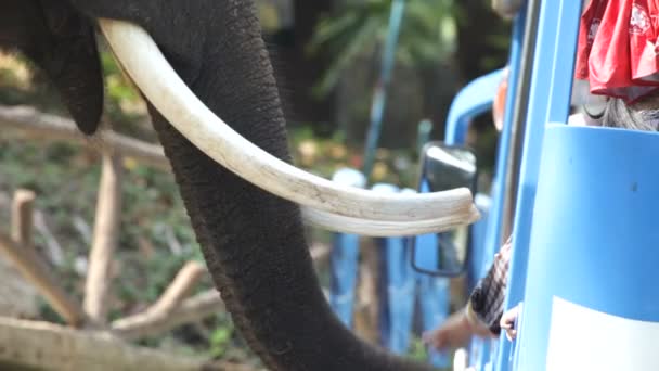 Elefant in Thailand — Stockvideo