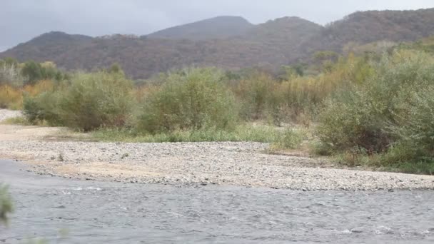 Otoño, río de montaña — Vídeo de stock