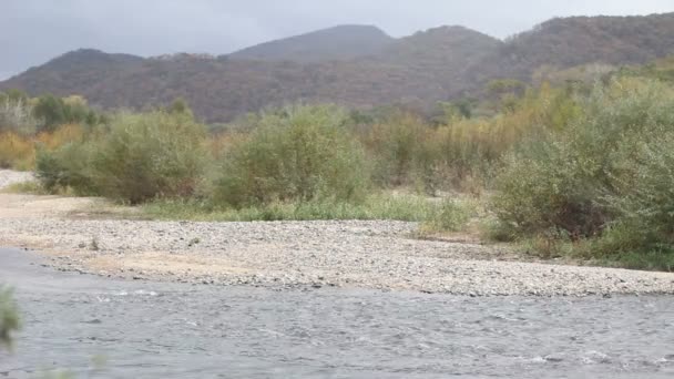 Herfst, berg rivier — Stockvideo