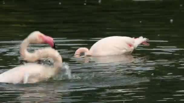 Flamingo Ordförande — Stockvideo