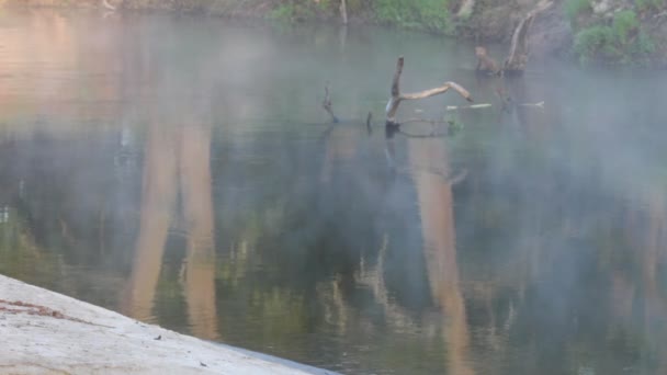 Niebla, primavera — Vídeo de stock