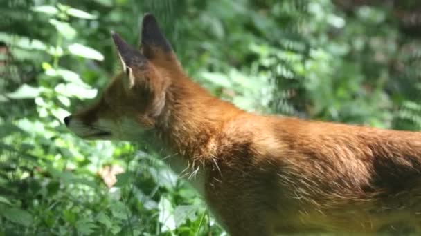 Zorro rojo en la vida silvestre (Vulpes vulpes ) — Vídeos de Stock