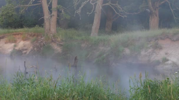 Nebel, Frühling — Stockvideo