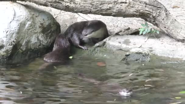 Rivier-otter — Stockvideo