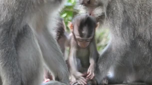 Singe et bébé 