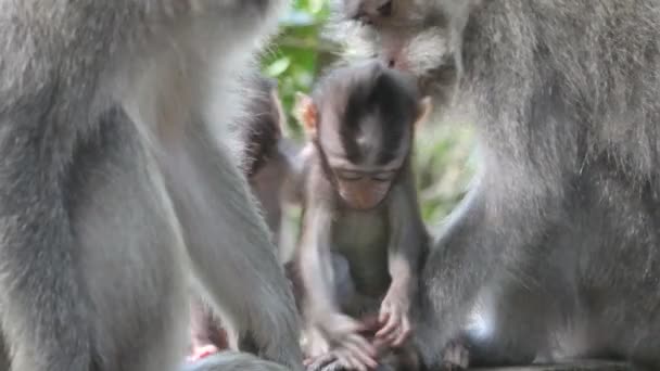 Monkey en baby — Stockvideo