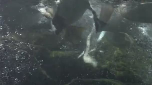 Pelikan, Speerfischen — Stockvideo