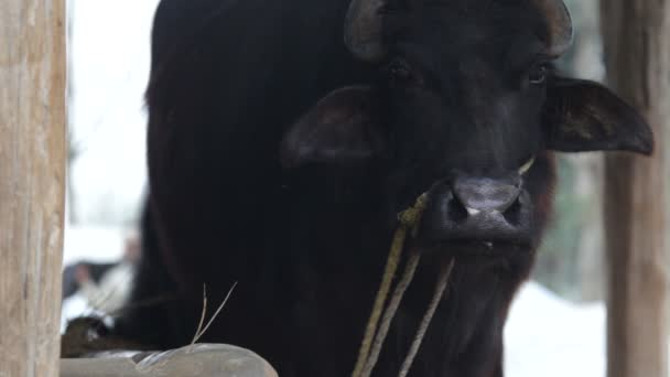 Vaca, Asia — Vídeo de stock