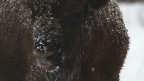 Bison in de winter — Stockvideo