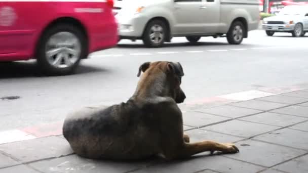 Бродячая собака — стоковое видео