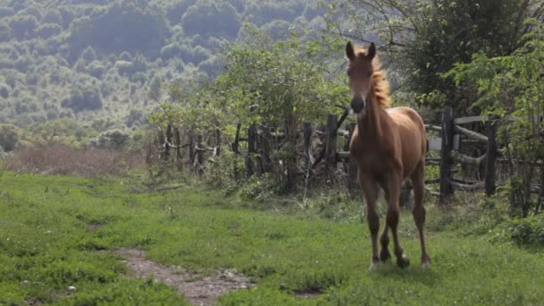 Pferd auf dem Feld — Stockvideo