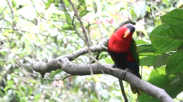 Loro en los trópicos — Vídeo de stock