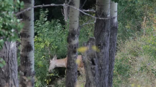 Red deer. Bergen. — Stockvideo